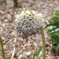 Pterocephalus hookeri CC5864